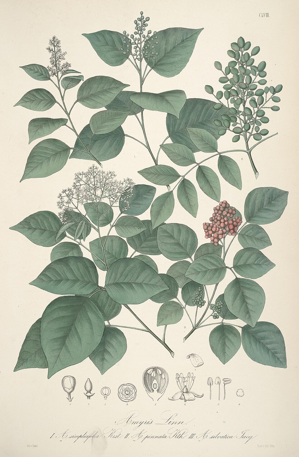 Amyris pinnata
