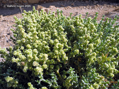 Anabasis setifera