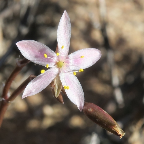 Anacampseros filamentosa — photo