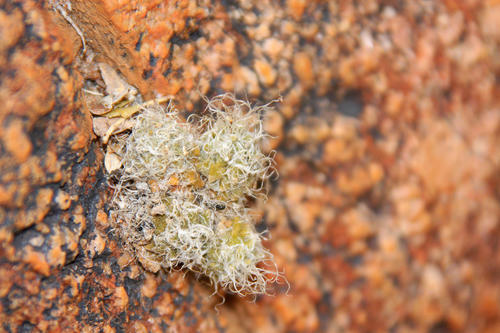 Anacampseros filamentosa — photo