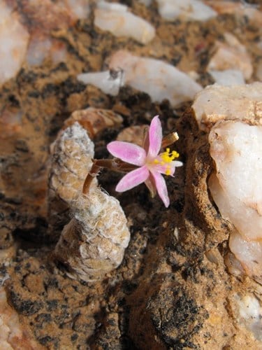 Anacampserotaceae
