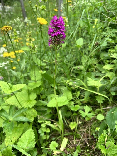 Anacamptis pyramidalis (Pyramidal orchid) — photo
