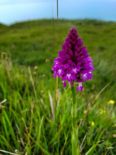 Anacamptis pyramidalis (Pyramidal orchid) — photo