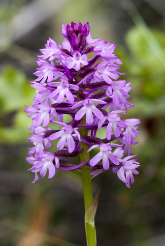 Anacamptis pyramidalis