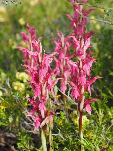 Anacamptis sancta — photo