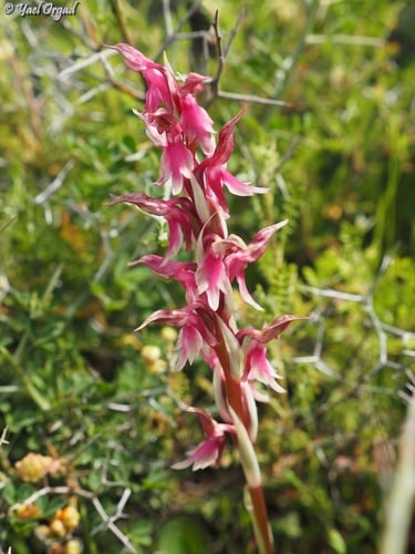 Anacamptis sancta — photo