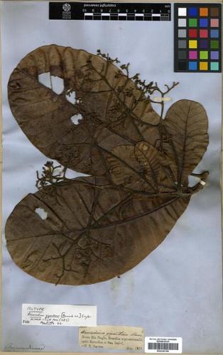 Anacardium giganteum (Cajui) — photo