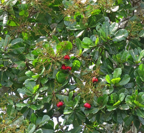 Anacardium giganteum