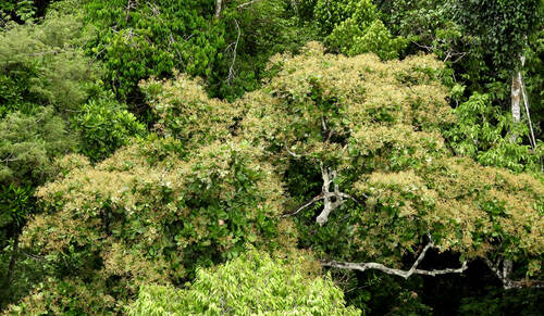 Anacardium giganteum (Cajui) — photo