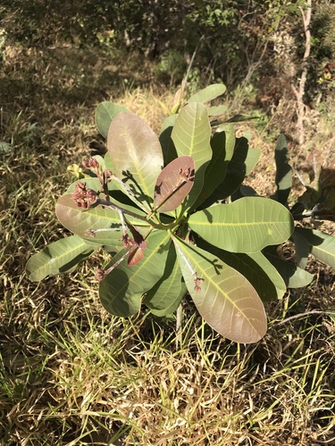 Anacardium humile (Monkey nut) — photo