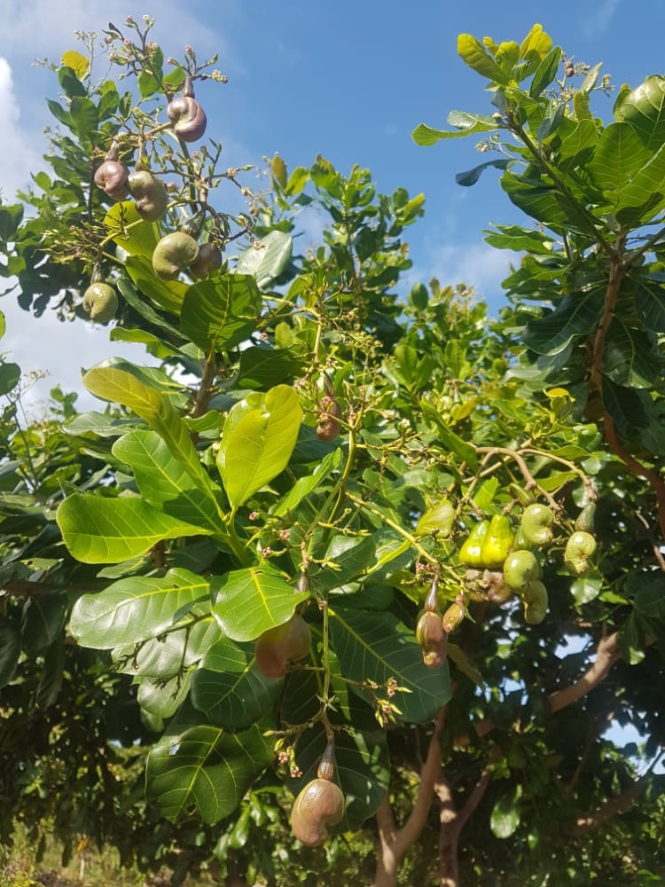 Anacardium microcarpum (Miniature cashew) — photo