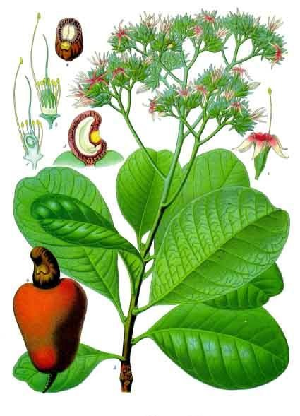 Anacardium microcarpum (Miniature cashew) — photo