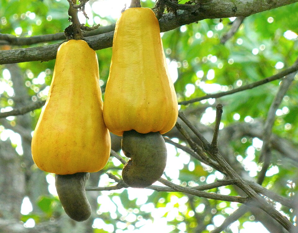 Anacardium microcarpum