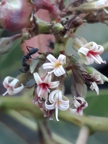 Anacardium nanum (Dwarf cashew) — photo