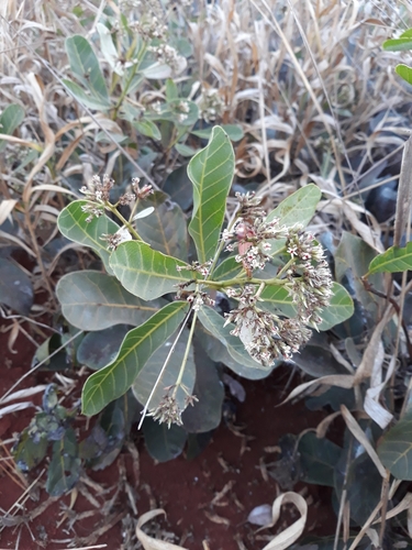 Anacardium nanum (Dwarf cashew) — photo