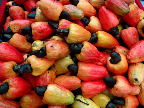 Anacardium occidentale (Cashew) — photo