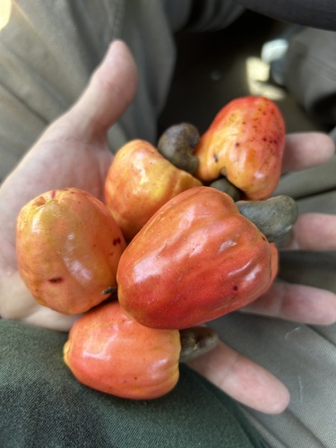 Anacardium occidentale (Cashew) — photo