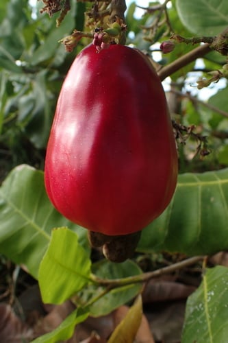 Anacardiaceae