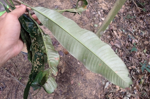 Anacolosa frutescens (Galo nut) — photo