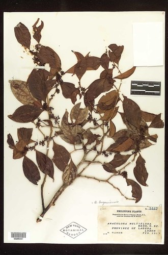 Anacolosa frutescens (Galo nut) — photo