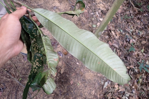 Olacaceae