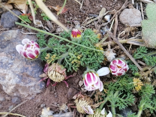 Anacyclus pyrethrum (Pellitory of Spain) — photo