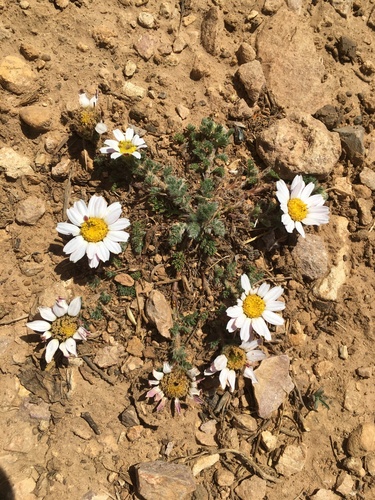 Anacyclus pyrethrum (Pellitory of Spain) — photo