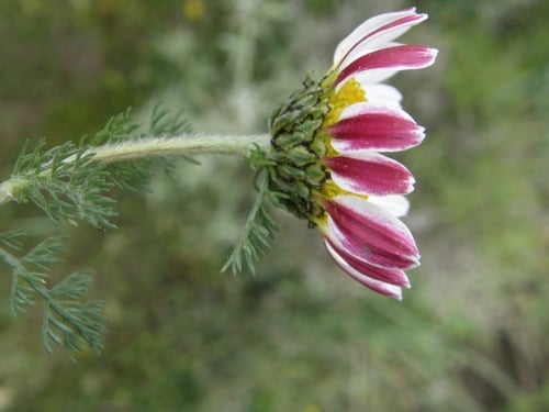 Anacyclus pyrethrum