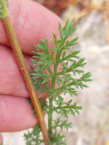 Anacyclus radiatus — photo