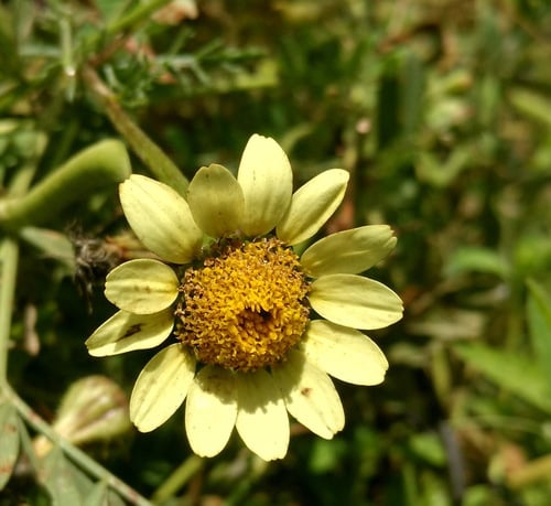 Anacyclus radiatus — photo