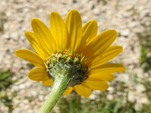 Anacyclus radiatus