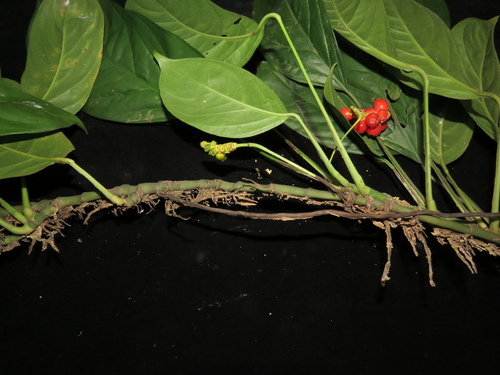 Anadendrum montanum — photo