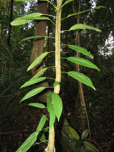 Anadendrum montanum — photo