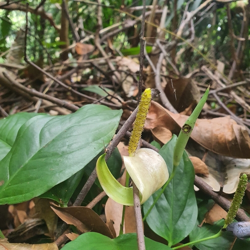 Anadendrum montanum