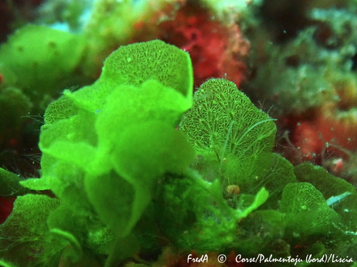 Anadyomene stellata (Repollo de mar) — photo