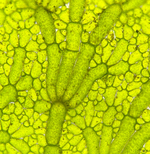 Anadyomenaceae