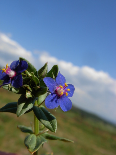 Anagallis arvensis (Scarlet pimpernel) — photo