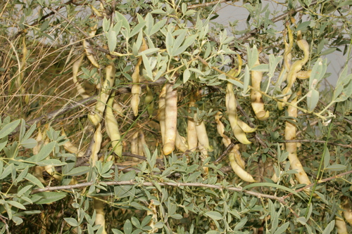 Anagyris foetida (Bean clover) — photo
