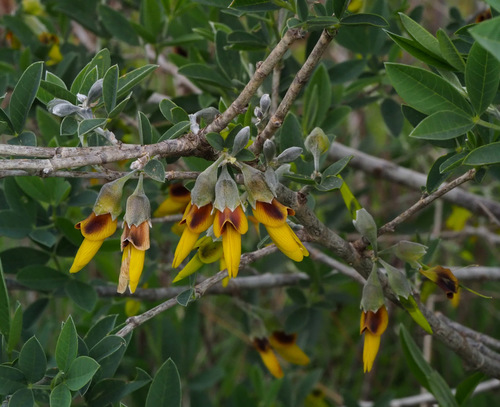Anagyris foetida (Bean clover) — photo
