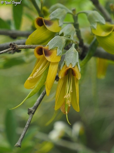 Anagyris foetida