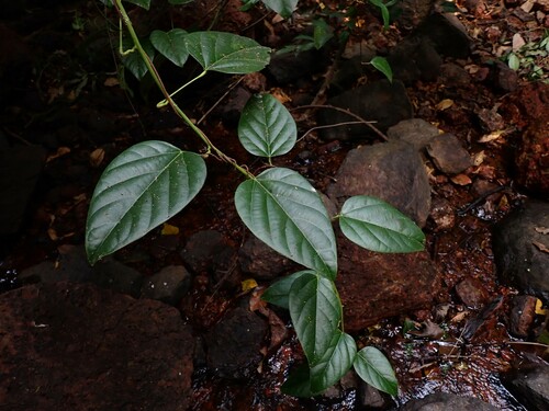 Anamirta cocculus (Levant berries) — photo