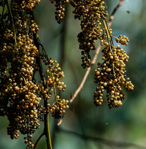 Anamirta cocculus