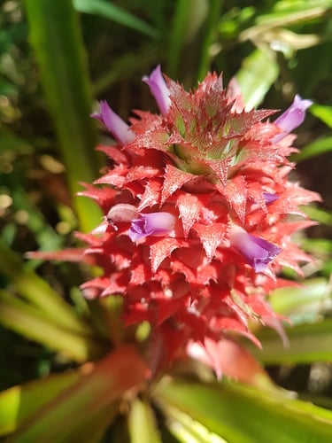 Ananas bracteatus (Red pineapple) — photo
