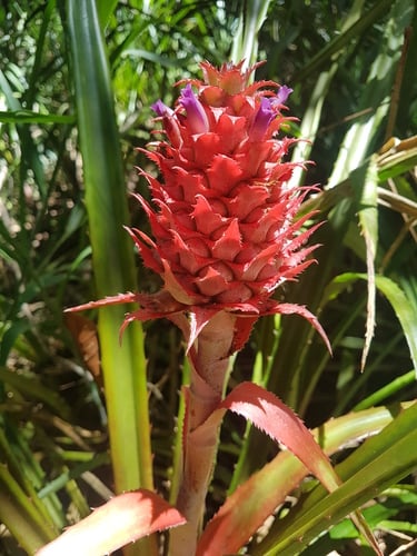 Ananas bracteatus (Red pineapple) — photo