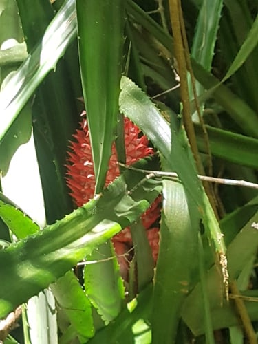 Ananas bracteatus