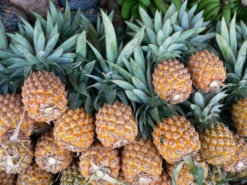 Ananas comosus (Pineapple) — photo