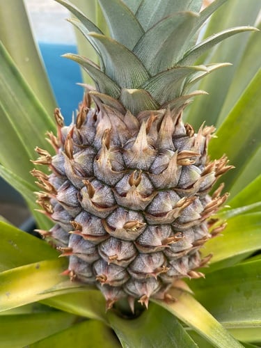 Ananas comosus (Pineapple) — photo