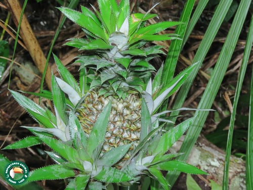 Ananas comosus (Pineapple) — photo