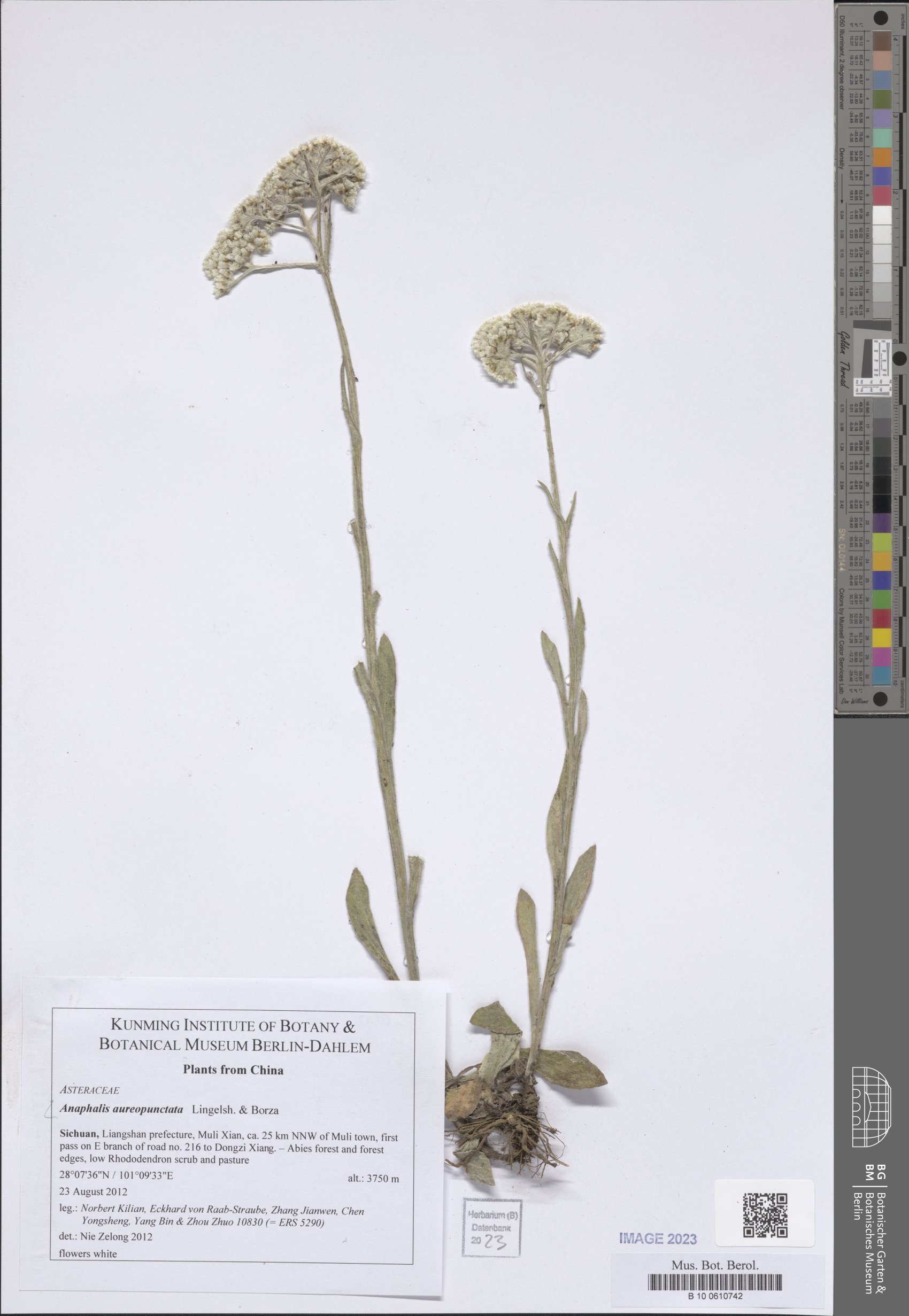 Anaphalis aureopunctata f. flavescens — photo