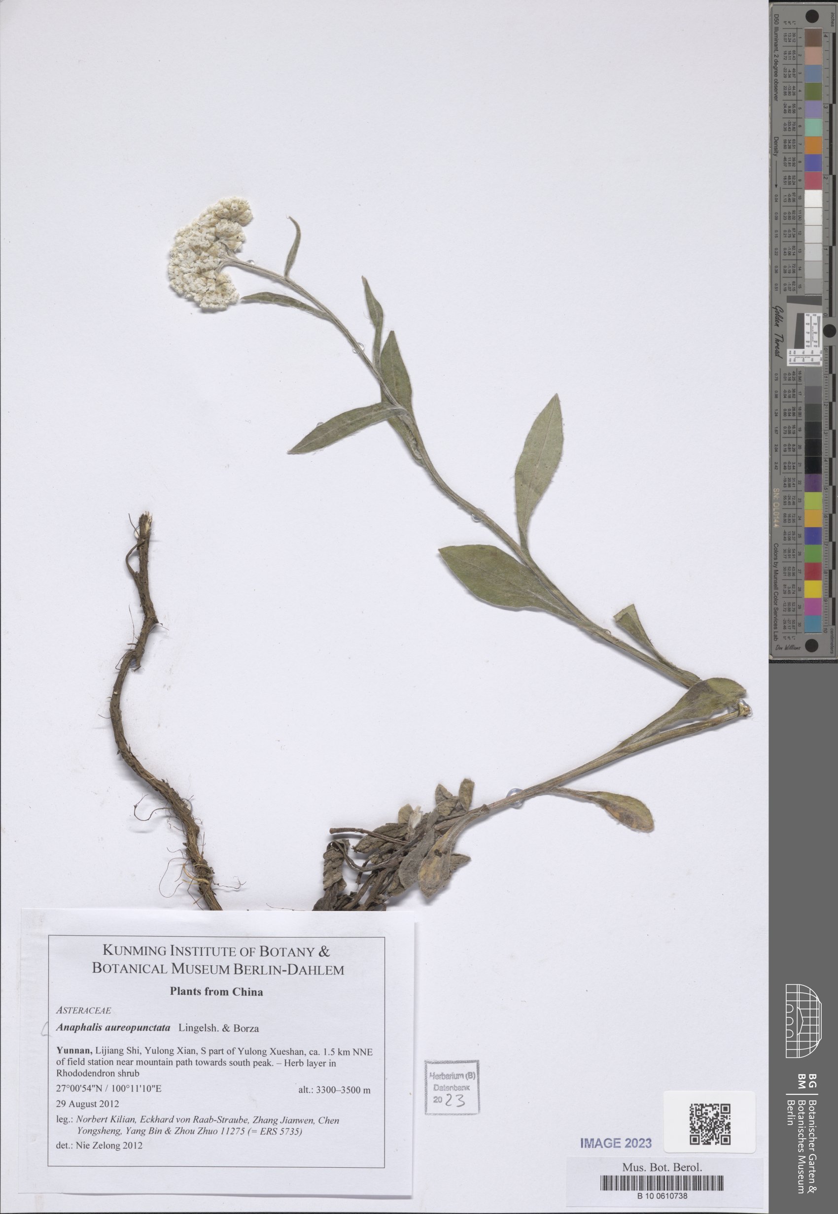 Anaphalis aureopunctata f. flavescens — photo